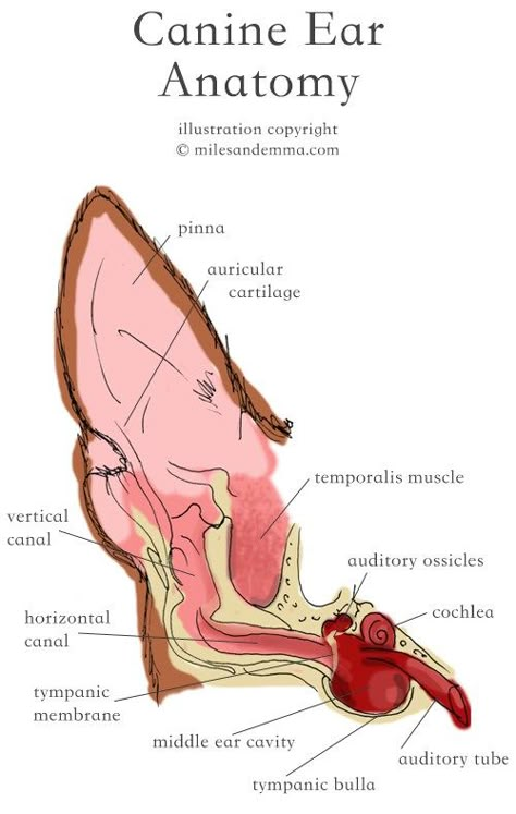 Canine Ear Health Guide Veterinary Medicine Student, Veterinary Study, Veterinarians Medicine, Vet Tech School, Vet Notes, Veterinary Tech, Vet Tech Student, Vet Technician, Veterinary Studies