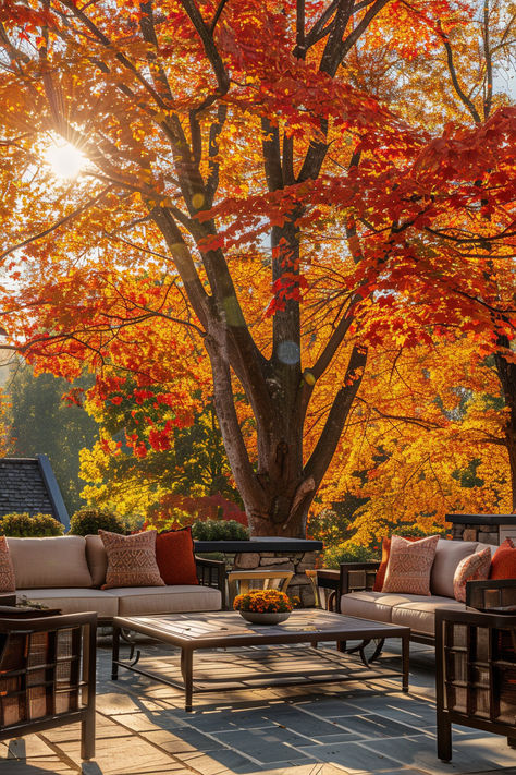 A Pin showcasing how Black Tupelo Trees can add beautiful fall color to your landscape. Learn how to incorporate them into your garden design. European Fan Palm, Tupelo Tree, Holly Shrub, Fishtail Palm, Fall Landscaping, Shrubs For Privacy, Low Light House Plants, Box Wood Shrub, Royal Poinciana