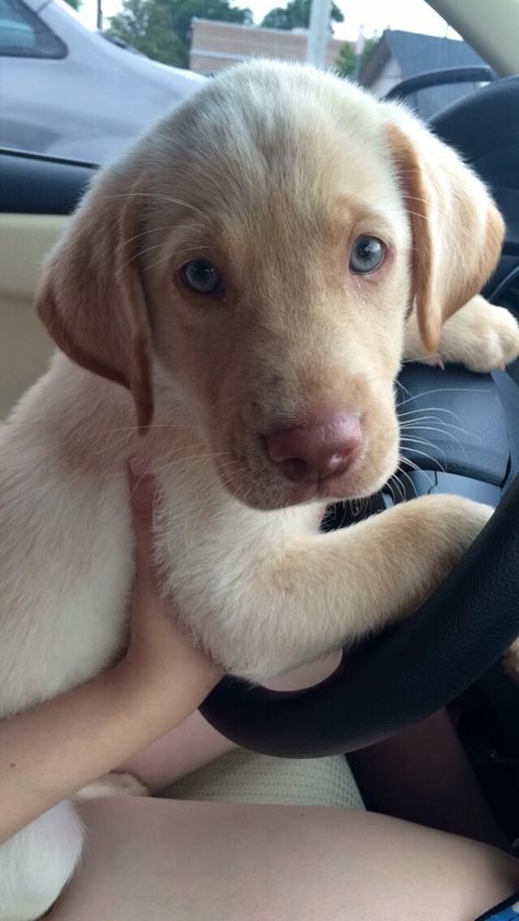 Albus, a Dudley yellow lab Labrador Retriever Puppy Training, Yellow Lab Puppies, Labrador Retriever Puppy, Popular Dog Breeds, Puppy Training Tips, Most Popular Dog Breeds, Pet Boutique, Labrador Retrievers, Lab Puppies