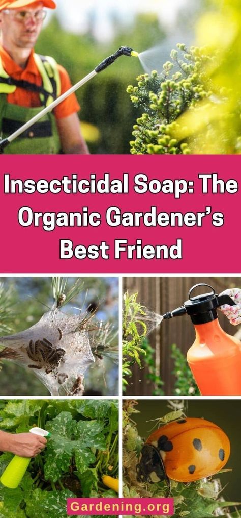 Insecticidal Soap: The Organic Gardener’s Best Friend Diy Insecticidal Soap, Diy Compost, Diy Pest Control, Insecticidal Soap, Chicken Garden, Garden Pest Control, Insect Pest, Plant Diseases, Houseplants Indoor