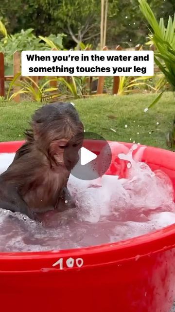 Funny Monkey Memes, Monkey Memes, Animal Captions, Funny Animals With Captions, Funny Animal Quotes, Monkeys Funny, Funny Captions, The Untamed, Funny Animal Memes