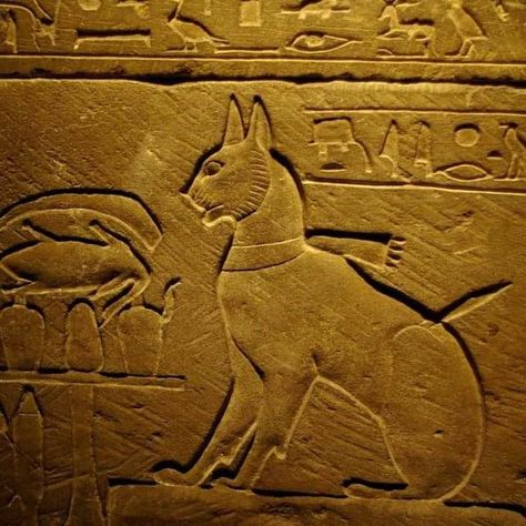 Ancient Egyptians believed cats had magical powers. Wealthy families hung jewelry and ornaments on their cats and dressed them in expensive clothes. They would treat cats just as they did pharaohs. If the cat died, it was embalmed. Cats In Ancient Egypt, Egypt Cat, Egypt Hieroglyphics, Iaso Tea, Egyptian Cats, Egyptian Queen Nefertiti, Prince Of Egypt, Egyptian Cat, Ancient Egypt Art