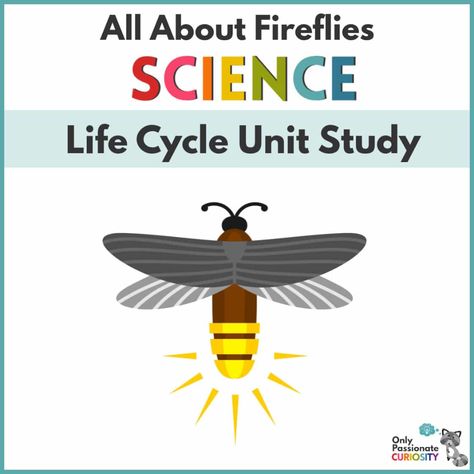 Firefly Crafts For Kids, Fireflies Preschool Activities, Firefly Activities For Kids, Firefly Craft For Kids, Fireflies Aesthetic, Firefly Printable, Firefly Unit Study, Firefly Crafts, Firefly Insect