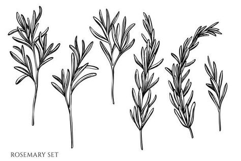 Rosemary Tattoo, Single Needle Tattoo, Plant Tattoo, Baby Tattoos, Ink Illustrations, Line Tattoos, Free Vector Graphics, Free Vector Art, Cute Tattoos