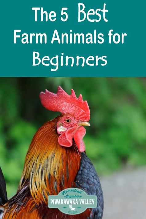 if you are starting a homestead, or want to raise animals these are the best easy animals for beginners to raise in your backyard or on a smallholding or farm. #homesteading #farmlife #piwakawakavalley Best Farm Animals, Raising Turkeys, Homesteading Animals, Starting A Farm, Raising Farm Animals, Homestead Farm, Easy Animals, Homesteading Skills, Mini Farm