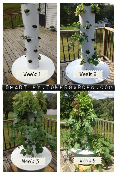 aeroponic tower garden Juice Plus Tower Garden, Tower Garden Diy, Aeroponic Tower, Vertical Garden Indoor, Diy Herb Garden, Garden Netting, Vegetable Garden Diy, Vertical Garden Diy, Tower Garden