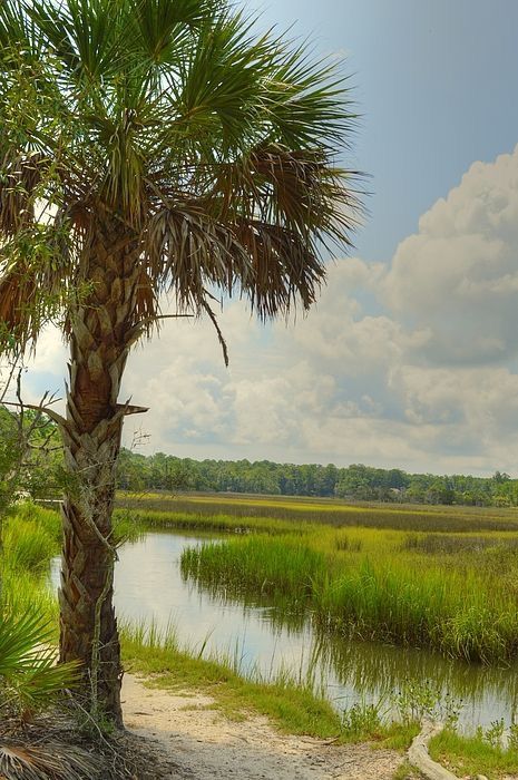 Bangladesh Culture, Swamp Art, Florida Landscape, Florida Images, Palmetto Tree, Indoor Greenery, Florida Art, Village Photography, Scenery Photography