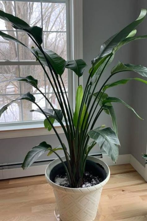 Bird Of Paradise Plant Indoor, Plant Organization, Plants Low Light, Plants Minimalist, Birds Of Paradise Plant, Indoor Plants Low Light, Bird Of Paradise Plant, Paradise Plant, Plant Care Houseplant