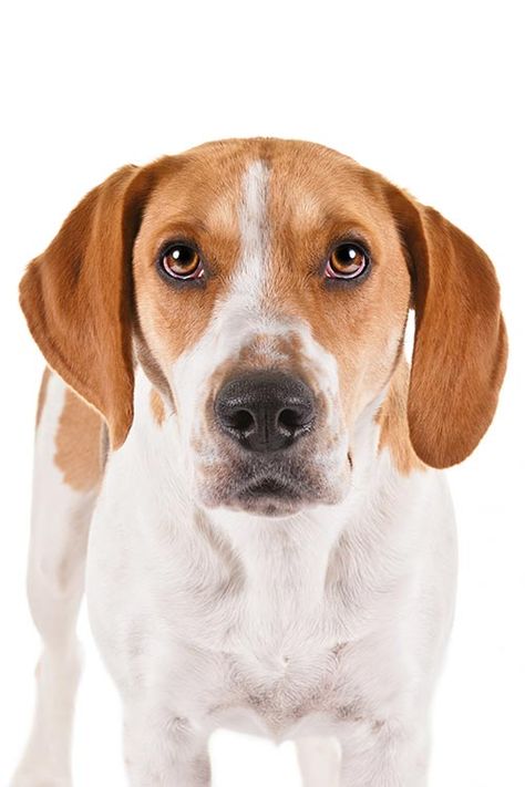 Harrier Hound, Harrier Dog, Mini Beagle, Miniature Beagle, Dog Types, Dog Breeds Pictures, Akc Breeds, Dogs Stuff, Bluetick Coonhound