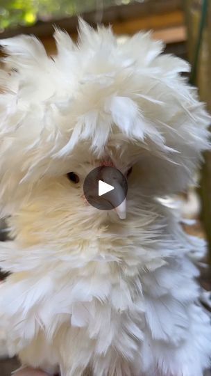 1.7M views · 24K reactions | The Chicken Hill on Reels | The Chicken Hill · Original audio Chicken Humor, Eyeshadow Tutorial, The Chicken, Funny Gif, Audio, Chicken, The Originals, Funny