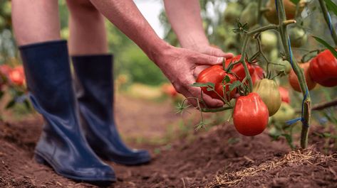 Farming For Profit, Green Zebra Tomato, Starting A Farm, Determinate Tomatoes, Commercial Farming, Tomato Farming, Tomato Seedlings, Fresh Dishes, Farming Techniques