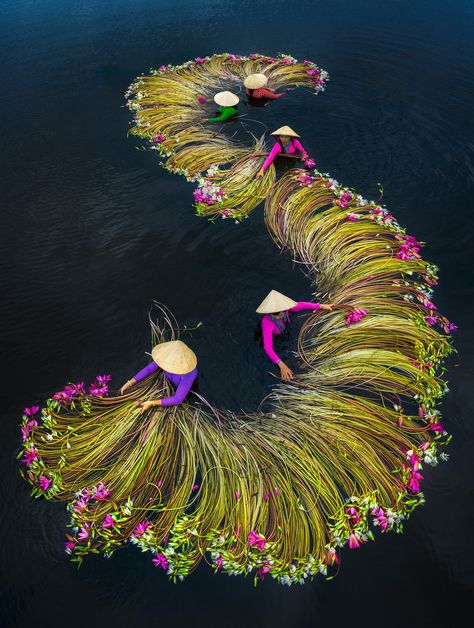 Breathtaking Photos of Farmers Harvesting Lilies from the Mekong Delta Fast Growing Flowers, Mekong Delta, Water Lilly, Colossal Art, Photo Awards, Halong Bay, Ansel Adams, Harvest Season, World Photography