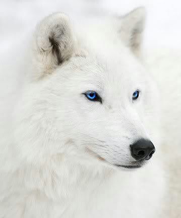 White wolf Wolf With Blue Eyes, Regard Animal, Wolf Love, Wolf Pictures, Beautiful Wolves, Wolf Spirit, White Wolf, Wild Dogs, Wolf Pack