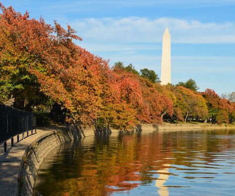 Fall Washington Dc, Washington Dc Autumn, Washington Dc Aesthetic Fall, Washington Dc In Fall, Fall In Washington Dc, Fall In Dc, Dc Aesthetics Washington Dc, Dc In The Fall, Fall In Washington