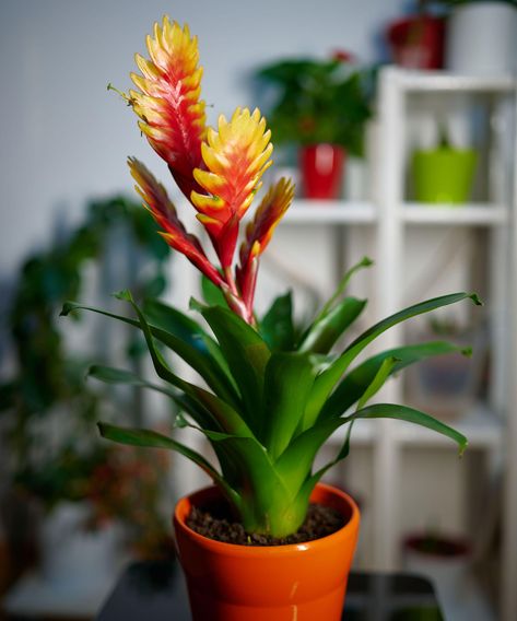 Bromeliad care and growing guide: expert houseplant tips | Bromilades In Pots, Bromeliads Care Indoor, Bromeliads Care, Bromeliads Indoor, Tropical Indoor Plants, Houseplant Tips, Small Yellow Flowers, Bathroom Plants, Plant Ideas