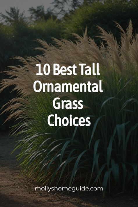 Explore the beauty and versatility of ornamental grasses in landscaping. Discover the best tall ornamental grasses for adding privacy and creating a stunning focal point in your outdoor space. Whether you're looking for tall decorative grasses to enhance your landscape or searching for grass-like plants for added privacy, these ornamental grass varieties are perfect for your needs. Elevate your garden design with these top picks and transform your outdoor area into a peaceful oasis with the best Ornamental Grass Hedge, Grass Bushes, Landscape Grasses Ornamental, Hydrangea And Ornamental Grasses, Blue Oat Grass Landscape, Full Sun Tall Plants, Evergreen Grasses, Beach Grass Landscaping, Ornamental Grasses For Privacy