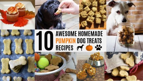 Healthy Pumpkin Dog Treat Recipes, Pumpkin Dog Treats Without Peanut Butter, Dehydrated Pumpkin Dog Treats, Banana Pumpkin Dog Treats, Pumpkin Applesauce Dog Treats, Dog Treats With Pumpkin Puree, Pumpkin Puree Dog Treats, Homemade Pumpkin Dog Treats, Puppy Snacks