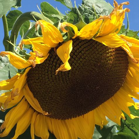 GIANT SUNFLOWER Focal Flowers, Giant Sunflower, Planting Sunflowers, Sunflower, Plants, Makeup, Flowers, Floral, Quick Saves