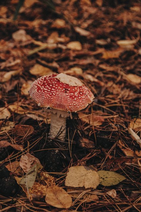 Fall Mushrooms Aesthetic, Autumn Mushroom Aesthetic, Gloomy Autumn Aesthetic, Witchy Autumn Aesthetic, Autumn Forest Aesthetic, Rotting Aesthetic, Fall Mushrooms, Chestnut Honey, Cottagecore Autumn