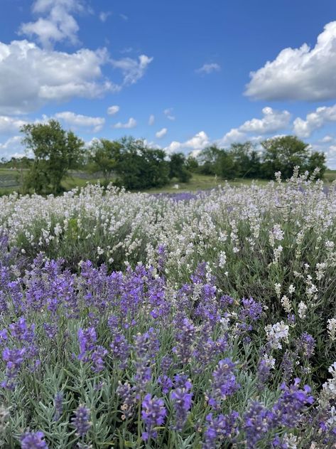 Baraboo Wisconsin, Wisconsin Summer, Prairie Wedding, Flowers Lavender, Lavender Aesthetic, Wisconsin Travel, Lavender Farm, Lavender Plant, Usa States