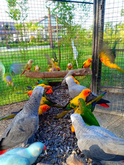 Parrot Habitat, Parrot Aviary, Outdoor Aviary, Living In Luxury, Birds Cage, Birds For Kids, Talking Parrots, Farm Lifestyle, Bird Aviary