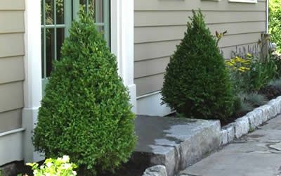 Trimming Boxwood Bushes | Green Mountain Boxwood - Buxus microphylla 'Green Mountain' Boxwood Bushes, Buxus Microphylla, Green Mountain Boxwood, Boxwood Bush, Boxwood Landscaping, Boxwood Tree, Box Wood Shrub, 5 Dimension, Front Garden Landscape