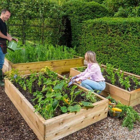 Allotment Raised Beds, Raised Bed Kits, Allotment Ideas, Raised Bed Gardening, Timber Planks, Vegetable Bed, Building A Raised Garden, Garden Flower Beds, Specimen Trees