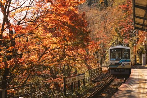 Autumn In Kyoto, Japanese Autumn Aesthetic, Japan Autumn Aesthetic, Japan Widget, Joy Images, Nature Mood Board, Halloween In Japan, Tokyo Autumn, Kyoto Autumn