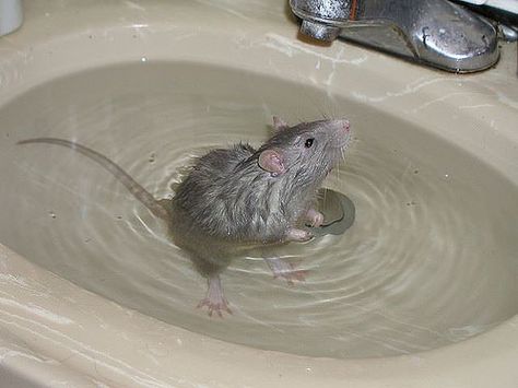 Bath time http://ift.tt/2q4jwNw Rat Taking A Bath, Rat Girl, Pet Rodents, Funny Rats, Fancy Rat, Cute Rats, Rat Terriers, Pet Rats, Hamsters