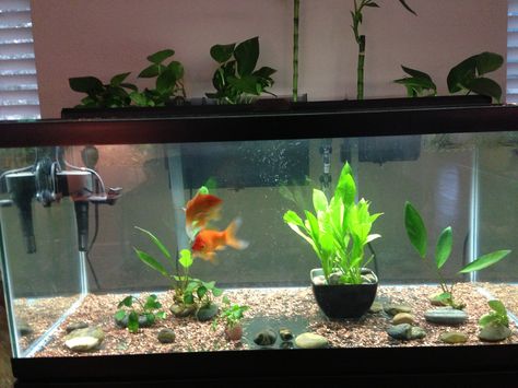 Goldfish tank with Pathos and Lucky Bamboo partially submerged--and Anubia, Java Fern, and Amazon Sword inside. Home Spas, Java Fern, Common Goldfish, Goldfish Aquarium, Goldfish Tank, Fresh Water Fish Tank, Flowers Hanging, Railing Planters, Aquarium Landscape