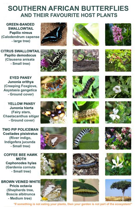 Southern African butterflies and their host plants. Green-banded swallowtail (Cape chesnut) Citrus swallowtail (citrus trees) yellow pansy, #southafrica #zimbabwe #mozambique #batswana Butterfly Identification, Yellow Pansy, Butterfly Tree, Hawk Moth, Citrus Trees, Veggie Garden, Butterfly Garden, Zimbabwe, Small Trees