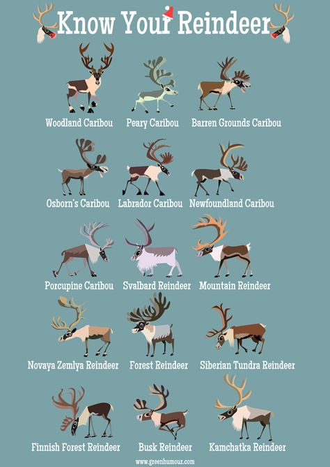 Green Humour: Know Your Reindeer Deer Types, Deer Breeds, Reindeer Facts, Svalbard Reindeer, Animal Information, 8 Reindeer, Reindeer Drawing, Animals Information, Animal Science