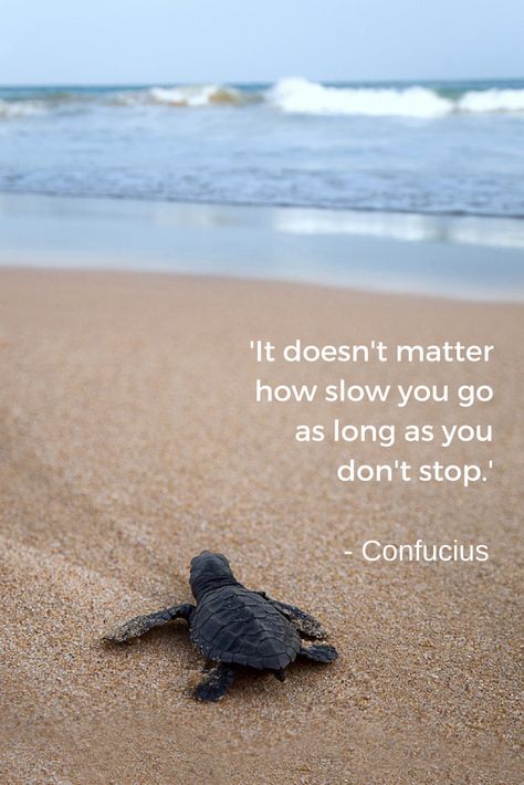 ❤️ Motivation Fatloss, Turtle Quotes, Confucius Quotes, Gym Diet, Lifestyle Motivation, Cute Turtles, Beach Quotes, Dont Stop, Doesn't Matter