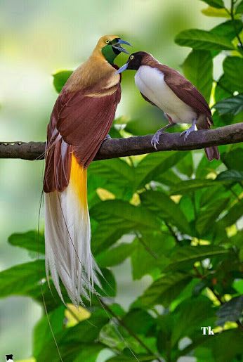 Lesser Bird of Paradise (Male and Female) Greater Bird Of Paradise, Unique Birds, Slaap Lekker, Image Nature, Most Beautiful Birds, Kinds Of Birds, Rare Birds, Bird Watcher, Two Birds