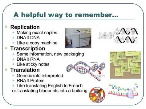 Replication Of Dna Notes, Dna Replication Diagram, Dna Replication Notes, Dna Translation, Dna Transcription And Translation, Microbiology Study, Biochemistry Notes, Learn Biology, Transcription And Translation