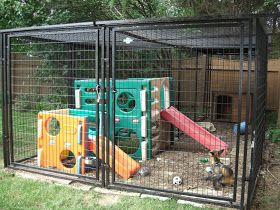 As a small forward, sorry for this post being so late. We're in the middle of a major move, and I haven't had time to update. After you ... Fox Enclosure, Fennec Fox Pet, Fox Pet, Unusual Pets, Baby Racoon, Cat Play Area, Animal Farming, Zoo Architecture, Exotic Pet