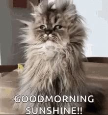 Im Here Wake Up GIF - ImHere WakeUp GoodMorningSunshine - Discover & Share GIFs Scentsy Sunday, Good Morning Rainy Day, Good Morning Cat, Morning Cat, Good Morning Funny, Morning Gif, Cute Good Morning, Good Morning Sunshine, Good Morning Gif