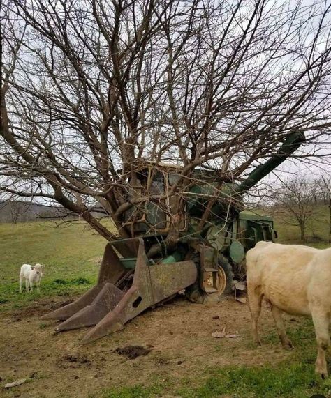 Farm Humor, Weird Trees, Random Objects, Bizarre Pictures, Farmall Tractors, Picture Tree, For The Last Time, John Deere Equipment, Old Farm Equipment