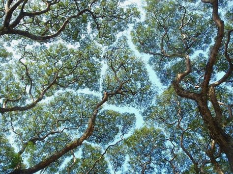 crown shyness: the uppermost branches of certain tree species don't like to touch one another - Crown Shyness Trees. Crown Shyness, Wedding Canopy, Forest Canopy, Tree Species, Tree Canopy, Canopy Design, Photosynthesis, Enjoy Nature, Tree Tops