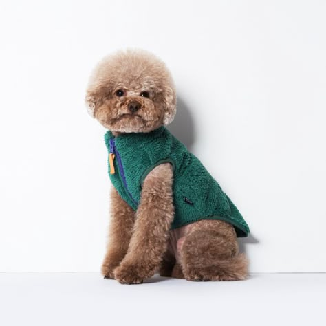 Poodle Outfits Dogs, Outfits For Dogs Pet Clothes, Poodle Outfit, Poodle Coat Colors, Shih Tzu Bichon, Fashionable Jackets, Warm Winter Coats, Pets Clothing, Pet Store Ideas