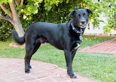 Sheprador 101: Labrador X German Shepherd Mix Pets Wallpaper, Labrador Mix, German Shepherd Mix, Bird Hunting, Exotic Animals, Mixed Breed Dogs, Animal Hospital, Canine Companions, Mixed Breed