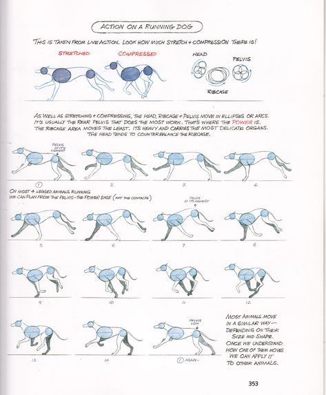 animation reference - techniques — kibadoglover45: Animation reference of animal... How To Do Animation, Leg Movement, Walk Cycle, Dog Run, Learn Animation, Animal Movement, Richard Williams, Dog Anatomy, Dog Animation