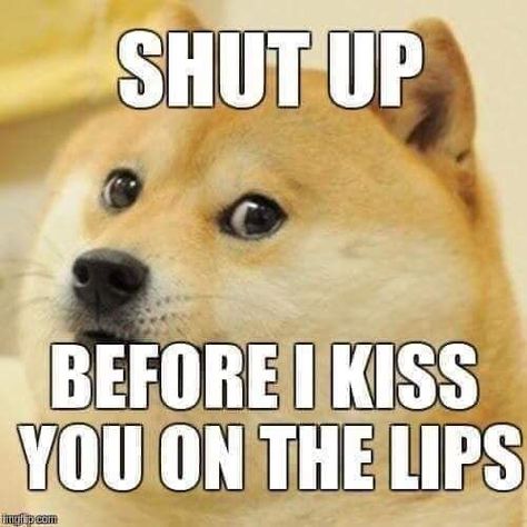 shut up before i kiss you on the lips - shiba inu meme Shut Up Before I Kiss You, Shut Yo Lame Ahh Up, Shut Up Meme Funny, Shut Up Meme, Kiss Meme, Funny Reactions, Inspirational Horse Quotes, Ironic Memes, Funny Image