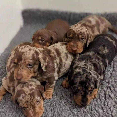 Winner Dogs, Sausage Dog Puppy, Miniature Dachshund Puppies, Daschund Puppies, Dachshund Puppy Miniature, Cute Dogs Images, Very Cute Puppies, Miniature Dachshunds, Dapple Dachshund