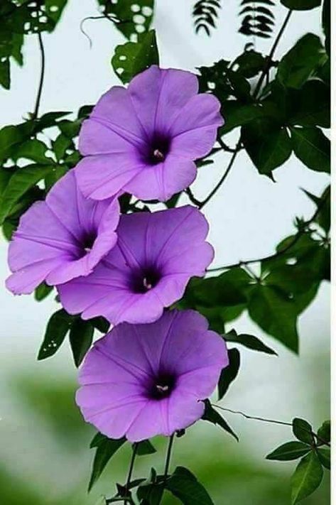 Săpunuri Handmade, Morning Glory Flowers, Purple Things, Garden Vines, Morning Beautiful, Pretty Plants, Happy Days, Morning Glory, Exotic Flowers