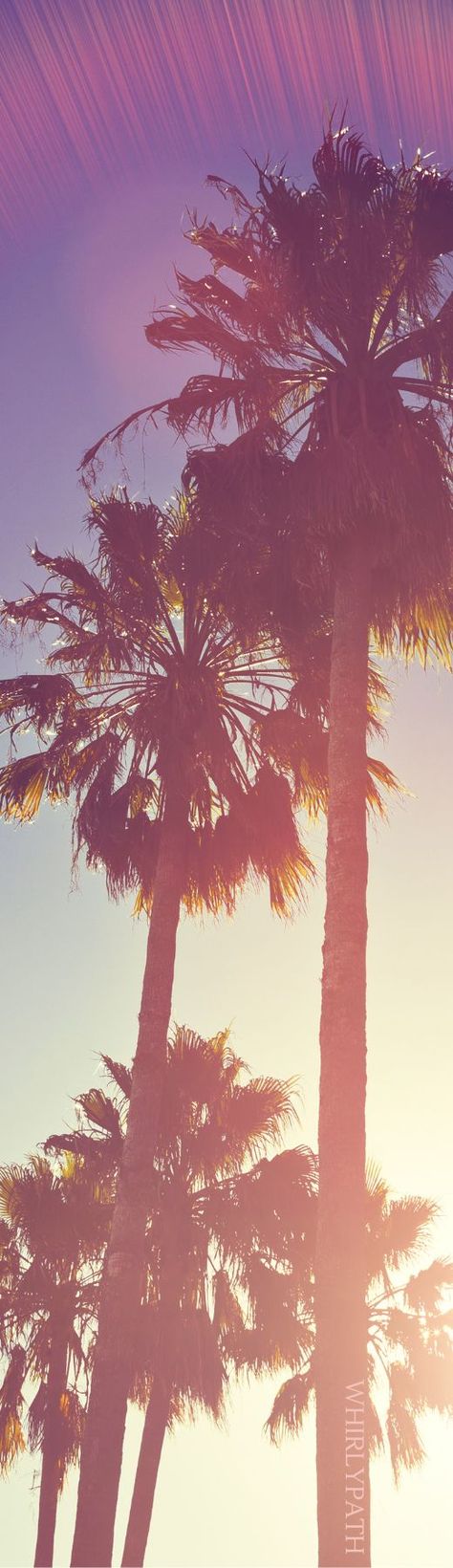 Summer Vibes Source:Canva #beach #summer #palmtrees #sunset 2016 Tumblr Aesthetic Wallpaper, 2016 Wallpaper Iphone, 2016 Wallpaper Aesthetic, 2014 Vibes Wallpaper, Summer 2016 Vibes, Palmtrees Aesthetic Wallpaper, 2010s Aesthetic Wallpaper, 2014 Tumblr Aesthetic Wallpaper, 2014 Core