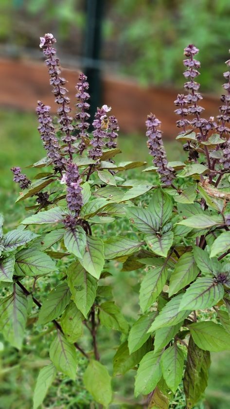 Have you been wondering how to get huge bushy basil plants? This blog post will tell you how to grow and harvest basil. Harvest Basil, Grow Basil, Harvesting Basil, Growing Basil, Basil Plant, Herb Garden, How To Grow, Green Thumb, Gardening Tips