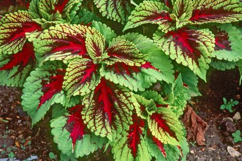 The Kong coleus will liven up the shade garden and be available in red, scarlet, rose and mosaic varieties. It is a large plant, with one leaf big enough to cover a face. Full Shade Plants, Coleus Plants, Full Sun Flowers, Landscape Planning, Garden World, Shade Garden Plants, Container Planting, Outdoor Sanctuary, Shade Gardens