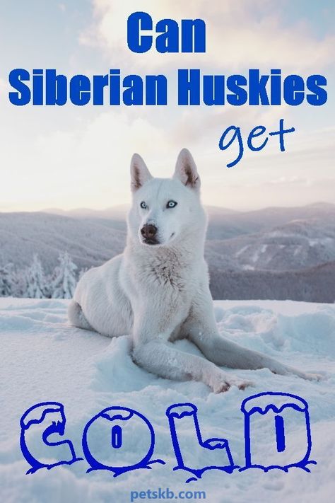 Siberian Dog, Husky Facts, Siberian Husky Facts, Dog Life Hacks, Dogs Husky, Dog Husky, Siberian Husky Dog, Dog Information, Siberian Huskies