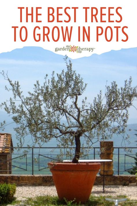 Planting Trees In Pots, Potted Trees For Privacy, Tree Planters Ideas, Best Potted Trees Outdoor, Pot Trees Outdoor, Deck Trees In Pots, Pine Tree In Pot, Best Trees For Pots Outdoors, Potted Fig Tree Outdoor